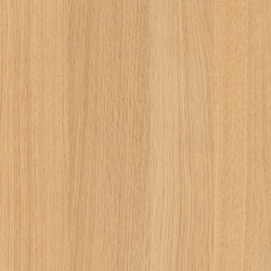 Дуб Феррара