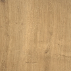 Дуб Арлингтонский